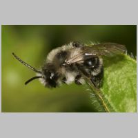 2017 1st Bob Knight- mining bee